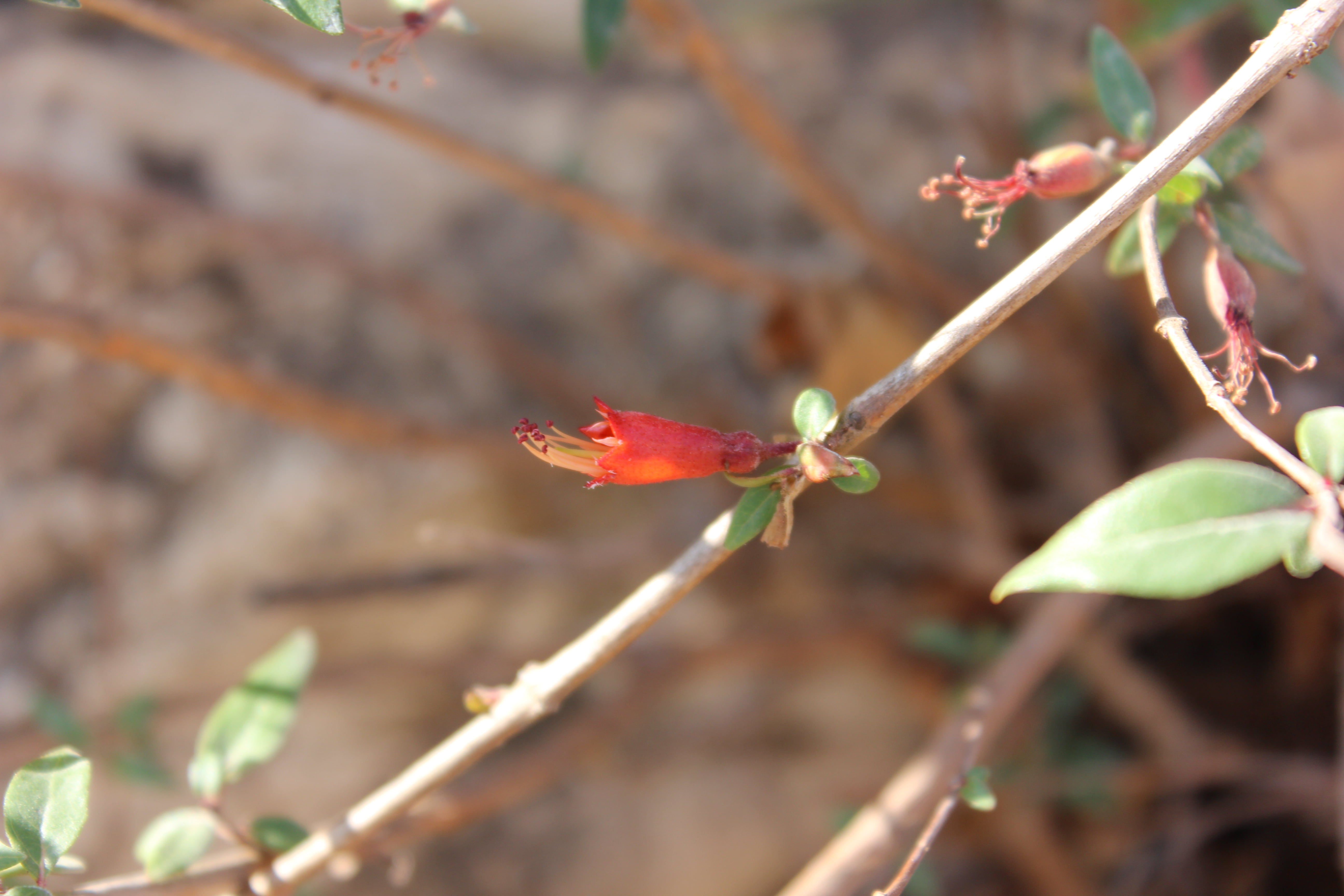 Plant Image